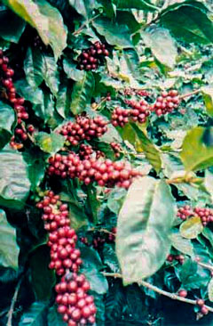 Spezialitätenkaffee Monimbo