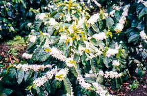 Monimbo Coffee Estates