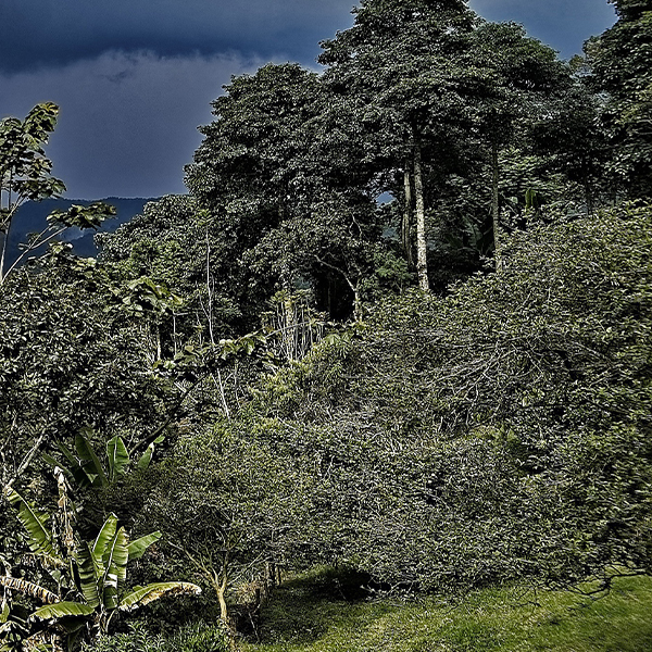 Monimbo Coffee Estates